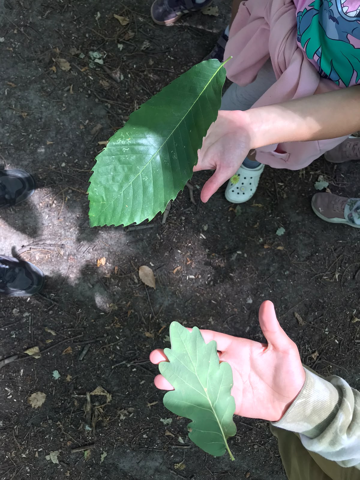 Des enfants comparent différentes feuilles lors d'une activité du Club Nature en extérieur.